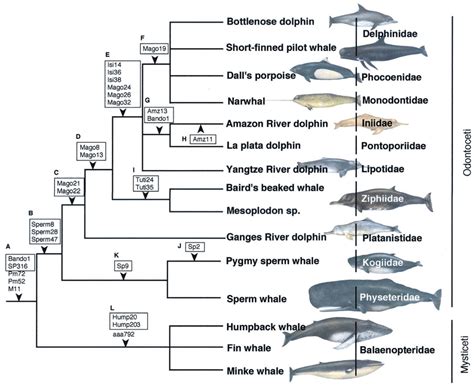 taxonomy of cetaceans